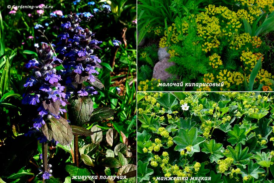 Почвопокровные растения для цветника с декоративными листьями