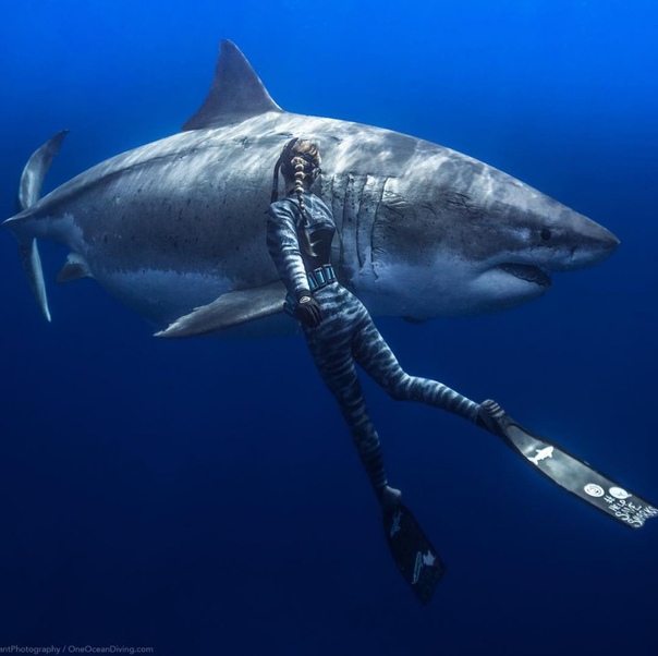 Завораживающие снимки гавайского фотографа Juan Oliphant Хуан Олифант создает захватывающие подводные снимки. Они выглядят настолько потрясающе, что их можно назвать шедеврами искусства.
