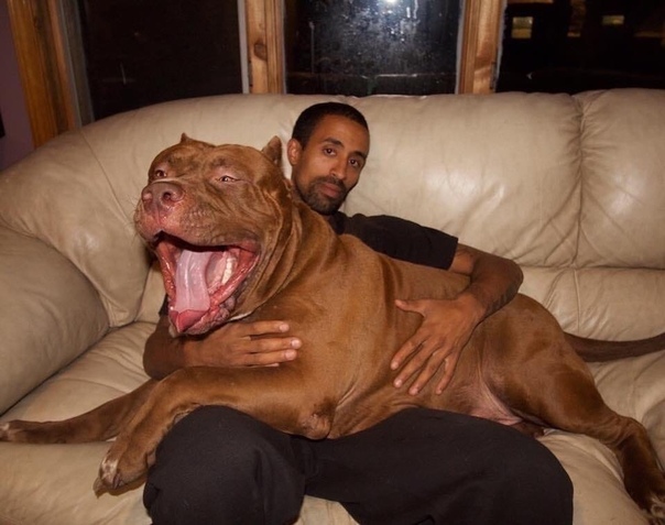 Халк, самый большой питбуль в мире, весом в 81 кг. Марлон и Лайза Греннан - профессиональные заводчики и по совместительству владельцы пса по имени Халк. Их компания Dar Dynasty 9s занимается