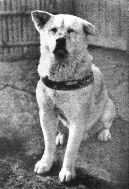 Хатико: редкие фотографии самой верной собаки в мире В 1932 году пёс по кличке Хатико стал национальной сенсацией. Его преданность своему хозяину настолько впечатлила народ Японии, что история