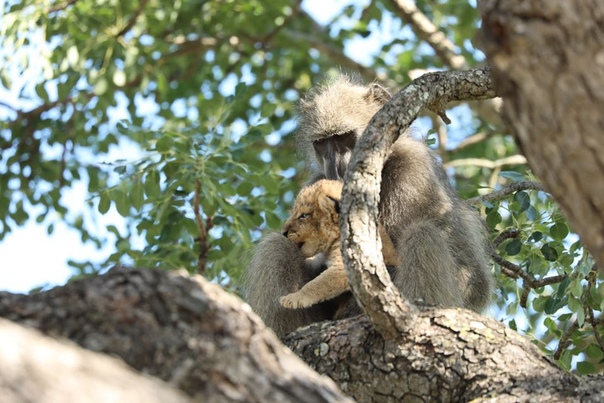 Африканский фотограф снял, как бабуин бережно несет львенка. И это точь-в-точь знаменитая сцена из «Короля Льва»! 