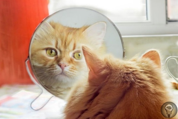 МОГУТ ЛИ КОШКИ УЗНАТЬ СЕБЯ В ЗЕРКАЛЕ. Наверняка многие владельцы кошек, хоть раз в жизни, подносили своего любимца к зеркалу со словами: «смотри, это ты!». Или же замечали странную реакцию