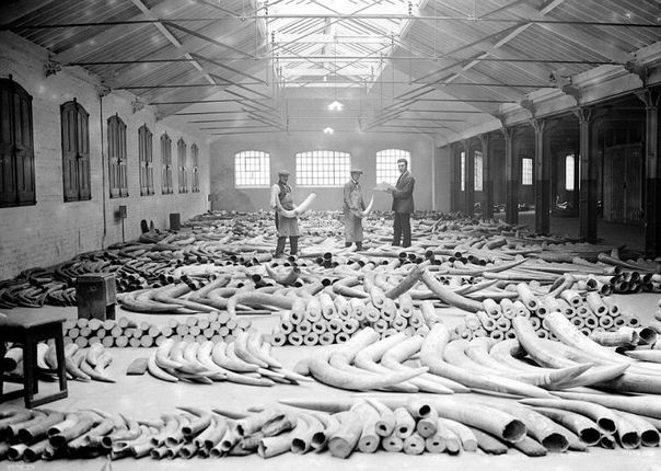 Черно-белые снимки с невероятным количеством слоновьих бивней. Бивни доставленные в Лондон в 1920-х. Тогда столица Британии была ключевым импортером слоновой кости, а браконьерство ещё