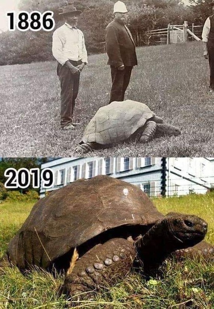 Cамое старое наземное животное в мире Черепаха Джонатан. Родился в 1832 году, недавно ему исполнилось 187 лет. Джонни пережил промышленную революцию, 2 мировые войны, 39 президентов США и 7
