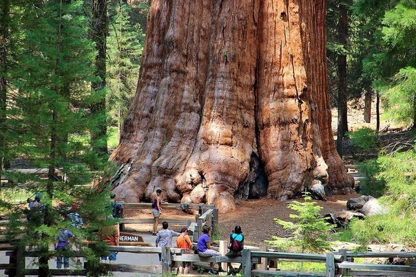 Фото самого большого дерева на планете.