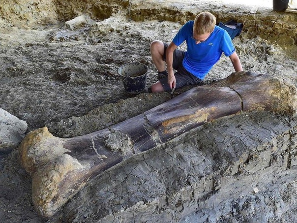 Грандиозная археологическая находка Гигантская бедренная кость динозавра-зауропода обнаружена при раскопках в департаменте Шаранта в западной части Франции. «Через десять лет после обнаружения