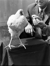Петух, который прожил без головы 18 месяцев Безголовый цыплёнок Майк, также известный как Чудо-Майк (апрель 1945 март 1947), петух породы Виандот, получивший известность, так как прожил 18