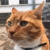 Символ Выборгского замка — рыжий кот по имени Филимон