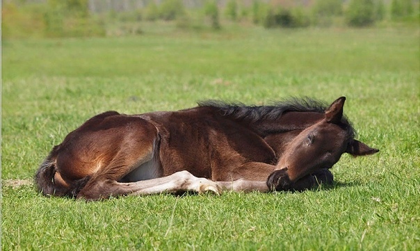 В какой позе спят лошади