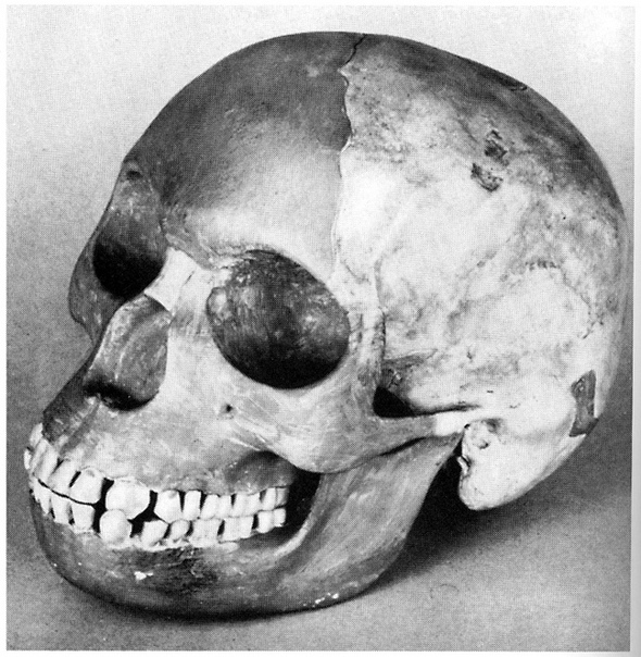 ЧЕЛОВЕК И КУРИЦА - НЕДОСТАЮЩИЕ ЗВЕНЬЯ В 19081911 гг. Ч.Доусон под Пилтдауном, Англия, нашёл фрагменты черепа, в котором удивительным образом сочетались мозговая коробка человека и челюсть