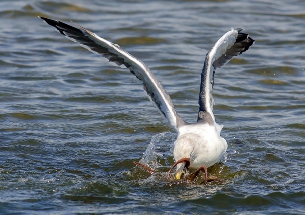 Фотограф-любитель из Калифорнии запечатлел неравную схватку между чайкой и осьминогом Фото: Andrew J. Lee