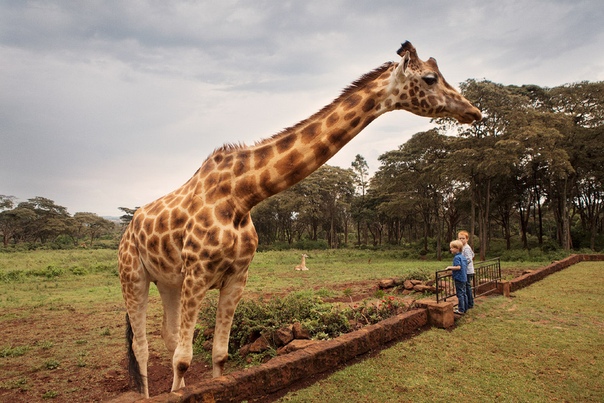 Завтрак с жирафом В 10 км от города Найроби в Кении находится особняк в колониальном стиле, вокруг которого раскинулся частный заповедник редких жирафов Ротшильда, занесенных в Международную