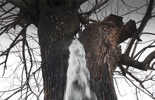 Дерево -фонтан в Черногории На юго-востоке Черногории, в небольшой деревне Диноша, растёт очень старое тутовое дерево (шелковица), которое во время дождя превращается в фонтан.Что же там