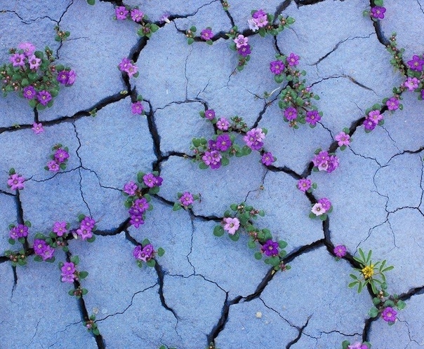 Цветущая пустыня Калифорнии Такое редкое природное явление происходит раз в 5-7 лет.Фото: Guy Tal