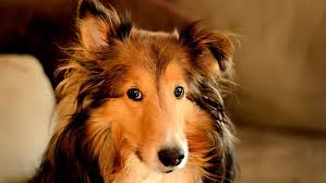 ИСТОРИЯ ПОРОДЫ: КОЛЛИ Колли Очень красивая, грациозная собака, которая вызывает восторг и восхищение у кинологов. Ею любуются также и те, кто очень далек от собаководства. Если посмотреть