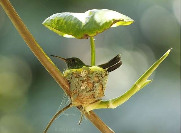Гнездо колибри Фото: Бьянка Каролина Соарес