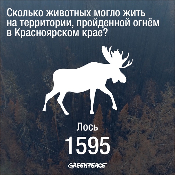 По данным Grееnpeace из-за пожаров в Красноярском крае могло погибнуть более 13 тысяч животных. 