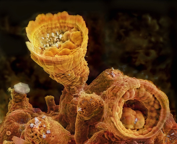 Вулканические минералы в естественных цветах, под микроскопом. Напоминающие рожки мороженого формы образуются в процессе наращивания новых слоев минерала из капель раствора, постепенно
