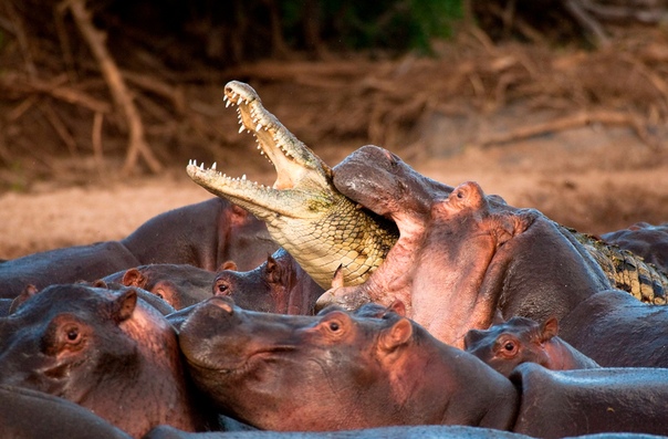 Крокодил пытался подкрасться к стаду бегемотов, чтобы утащить детеныша, но встретил достойный отпор