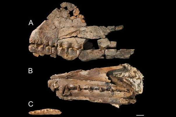 В Австралии найдены останки птерозавра 