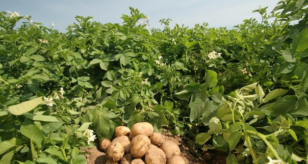 На Колыме выведена морозостойкая картошка Магаданские ученые-агрономы зарегистрировали два новых сорта картофеля хладоустойчивых и необычайно урожайных.Об этом сообщает РИА Новости со ссылкой на