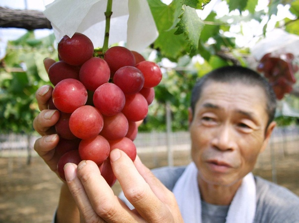 uby Roman - самый дорогой в мире сорт винограда В Японии выращиваются сотни сортов винограда, но только один стоит несколько сотен долларов за виноград (за отдельную виноградину, а не кисть).