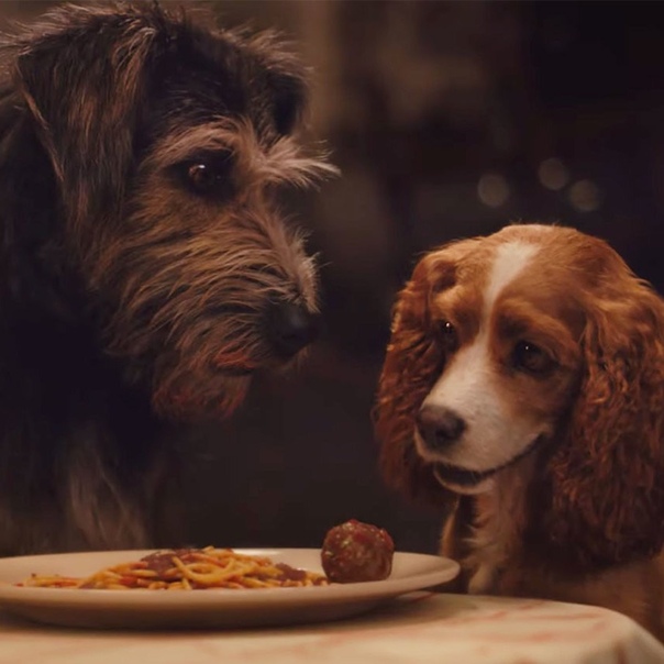 Вышел новый трейлер «Леди и Бродяги» И да, там есть сцена с поеданием спагетти.В этом году Disney решили оживить всех своих героев. Поэтому вслед за «Королем Львом» компания выпускает ремейк