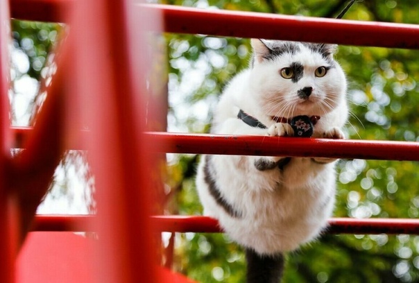 История жизни самого умного кота в России К Международном дню кошек компания «Медиалогия» составила топ-10 самых популярных представителей породы. Девятую строчку в рейтинге занял