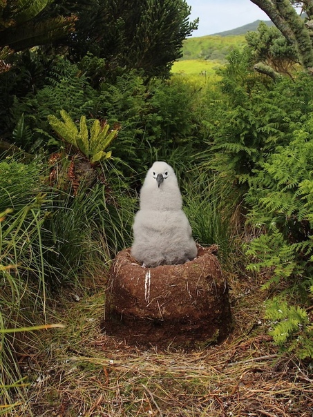 Птенец альбатроса сидит в своём гнезде