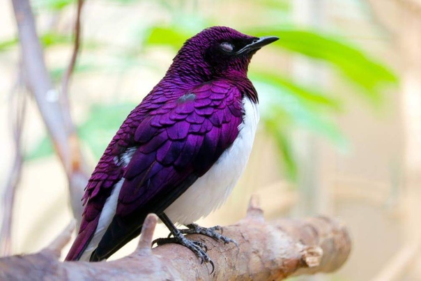 Не ФОТОШОП! Аметистовый короткохвостый скворец певчая птица, обитающая в тропических лесах Африки южнее Сахары. Самцы этого вида обладают удивительной расцветкой. Птицы создают пару один раз и
