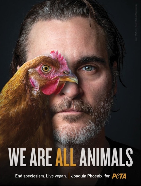 Мир глазами курицы: Хоакин Феникс снялся в рекламе по защите прав животных Хоакин Феникс призвал взглянуть на мир глазами животных и отказаться от видовой дискриминации.Обласканный критиками