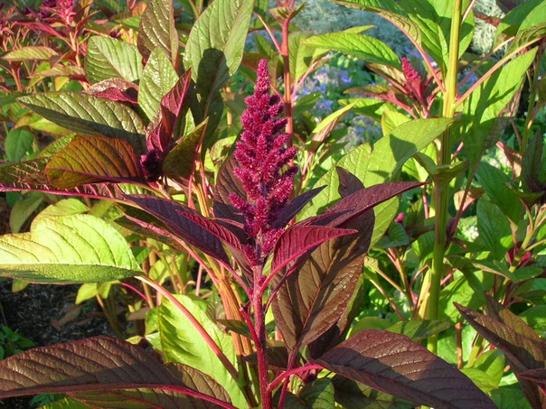 АМАРАНТ. ЯЗЫК ЦВЕТОВ Амарант (лат. Amaránthus) очень красивое растение с ярко-красными, пурпурными или золотистыми цветами, собранными в густые колосовидно-метельчатые соцветия. Амарант -