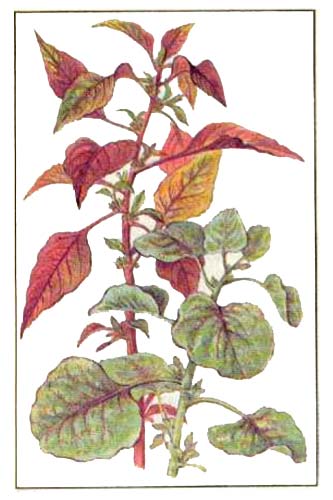 АМАРАНТ. ЯЗЫК ЦВЕТОВ Амарант (лат. Amaránthus) очень красивое растение с ярко-красными, пурпурными или золотистыми цветами, собранными в густые колосовидно-метельчатые соцветия. Амарант -
