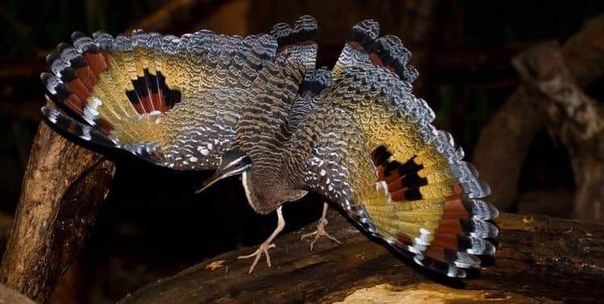 Солнечная цапля- птица-бабочка (eurypyga helias) Обитает в тропиках Центральной и Южной Америки. Единственная в своем виде :)Солнечные цапли и самцы, и самки имеют великолепно окрашенные крылья
