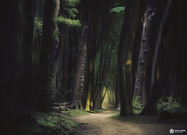 Фотограф Rob Visser в своей новой серии фотографий показал совершенно фантастические фотографии леса