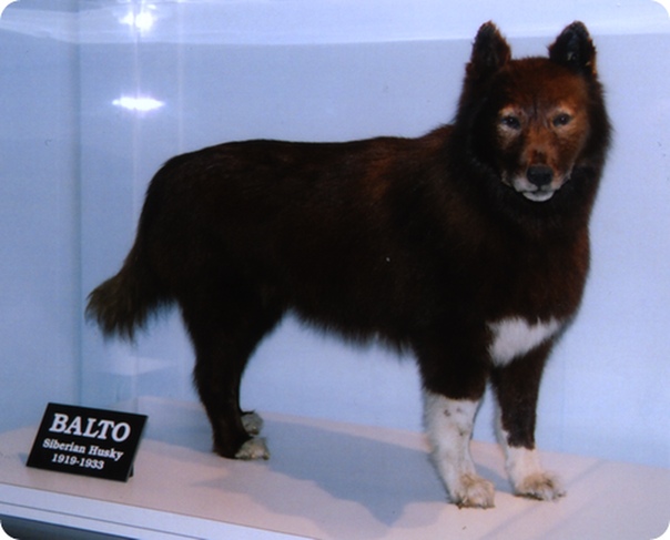 История о мужественной собаки Балто Наверняка, многие смотрели мультфильм Балто, о полу-волке, спасшем город Ном от дифтерии. Но немногие знают, что настоящая история несколько отличается от