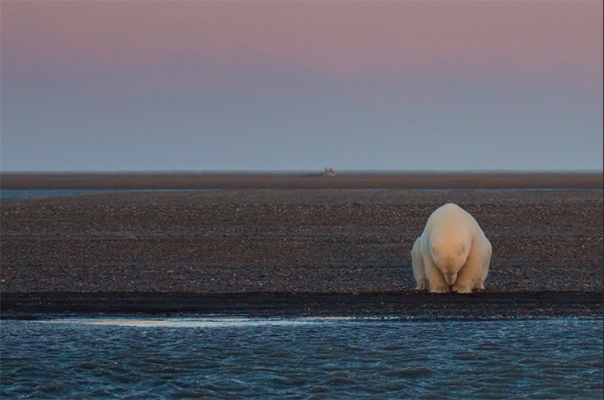 Как тает Арктика: впечатляющее сравнение кадров XX века и современных 