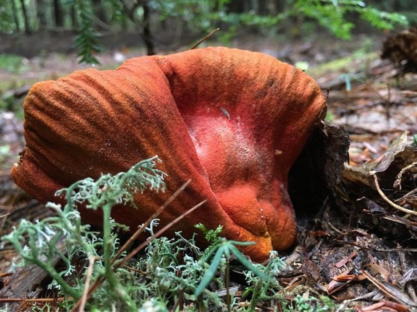 Лобстеровый гриб Гипомицес млечниковый (Hypomyces lactifluorum), в простонародье его называют грибом-лобстером, несмотря на своё название, не является грибом в общепринятом значении. Это