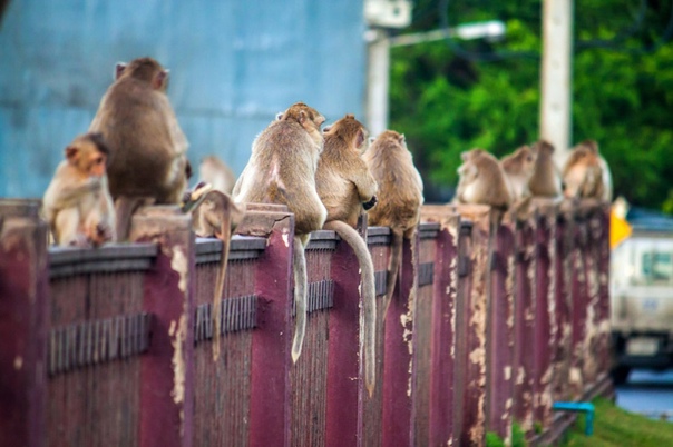 Обезьяний фестиваль Money Buffet Festival в Таиланде В таиландском городке Лопбури существует ежегодная традиция устраивать обезьяний банкет. Здесь живут около 3 000 хвостатых воров-обезьян,