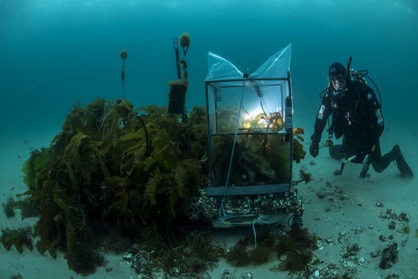 Морской эколог Крейг Джонсон проверяет участок недавно высаженной ламинарии Этих водорослей становится все меньше и меньше из-за потепления океана, так что австралийские ученые решились на