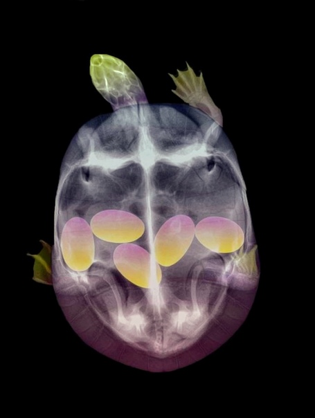 Рентгеновский снимок беременной черепахи