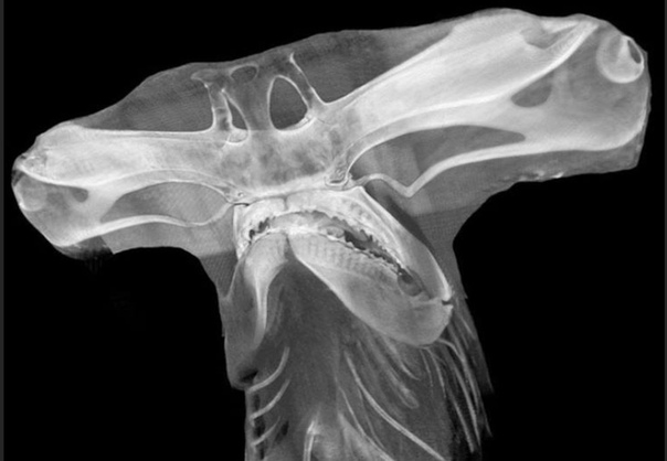 Рентгеновский снимок черепа акулы-молота