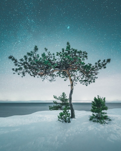 Эта серия снимков одиноких деревьев от финского фотографа Микко Лагерстедта демонстрирует величие и красоту северных широт На кадрах, сделанных в основном ночью, бескрайнее глубокое небо,