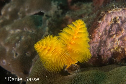 Когда даже подводные черви напоминают о зимних праздниках Дэниел Сасс (Daniel Sasse) защитник морской среды, подводный фотограф и видеооператор, отмеченный наградами, а также владелец