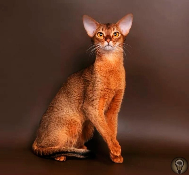 Абиссинская кошка. Абисси́нская кошка - порода домашних кошек, выведенная в Великобритании в конце девятнадцатого века на основе аборигенных пород кошек Африки и Юго-Восточной Азии. Абиссинская