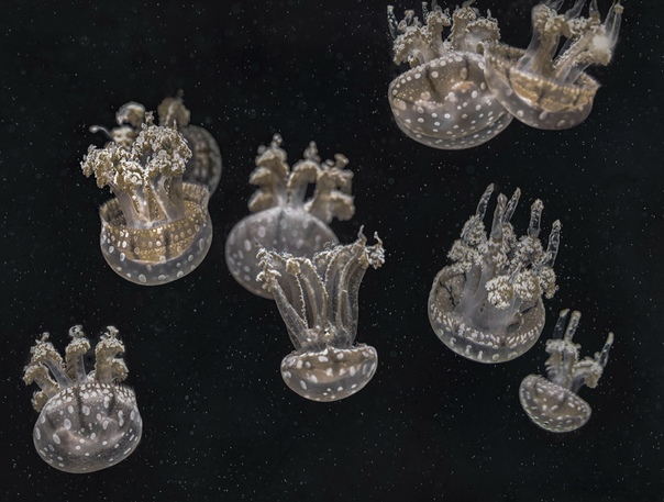 Тело медузы на 98% состоит из воды. Фото Mary Anne Chilton