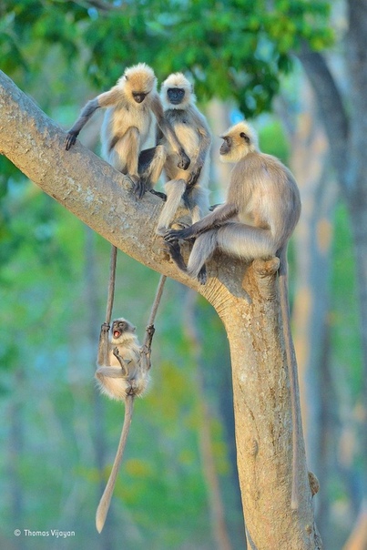 Этот забавный момент сумел подловить фотограф дикой природы Томас Виджайян На снимке группа гульманов (род обезьян из семейства мартышковых) играет в лесу национального парка Бандипур (Индия).
