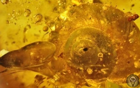 Улитка возрастом 99 млн лет в янтаре 