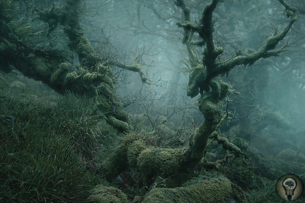 Мистические фотографии очаровательных английских лесов. Глубоко в лесах Дартмура, Англия - Лес Вистмана, древний лес, похожий на сказку. С покрытыми мхом валунами и запутанной паутиной