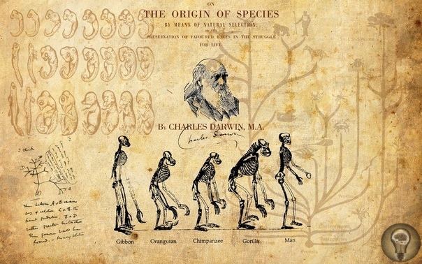 7 мифов о Дарвине, его теории и вере Публикуем несколько неточностей, заблуждений и недостоверной информации касательно него самого, с которыми я столкнулся на просторах интернета и в некоторых
